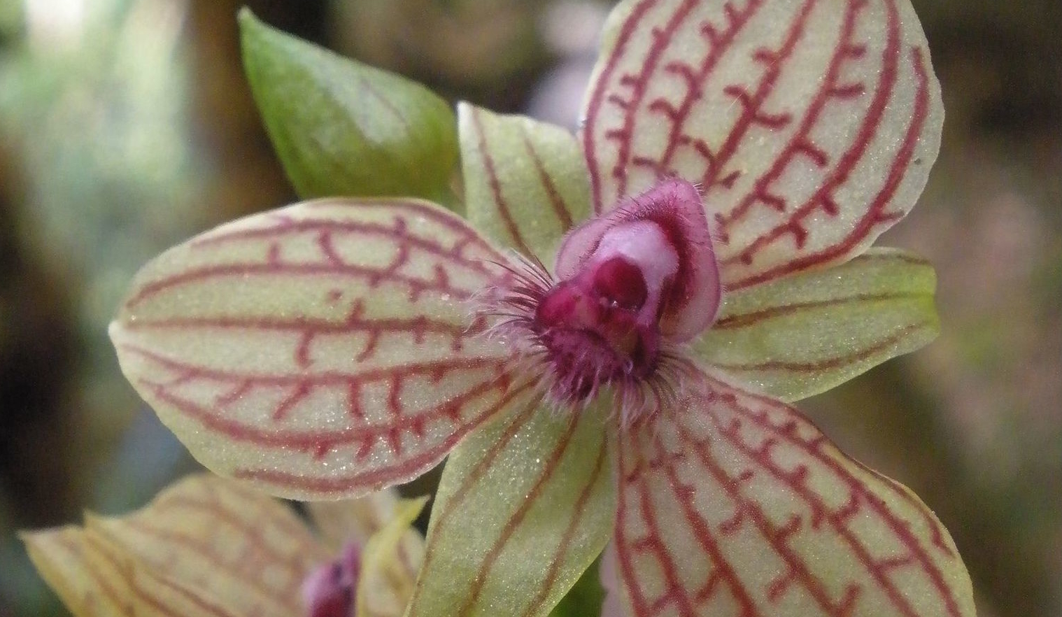 Orchids Amazon Conservation Association