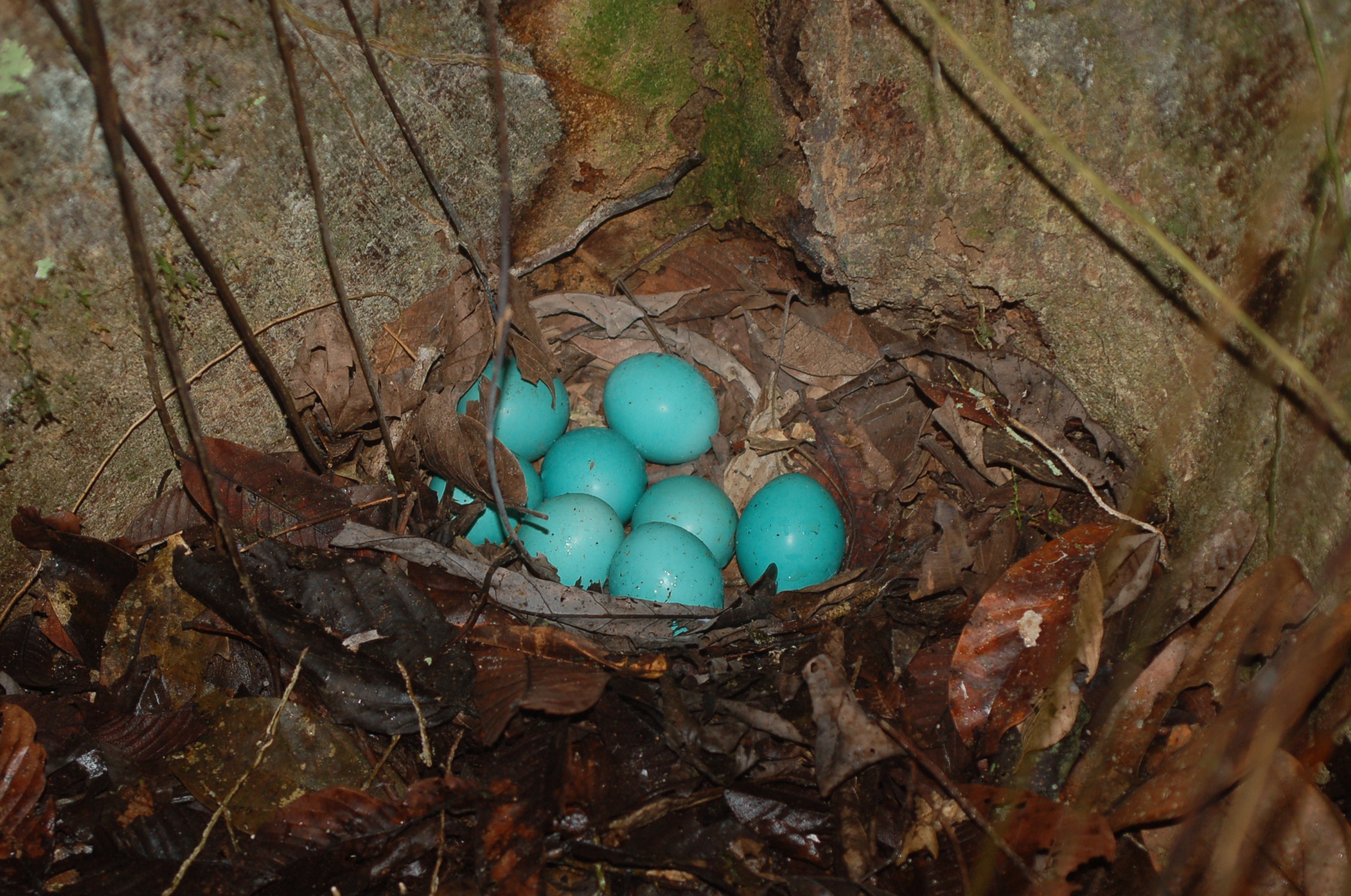 tinamou bird eggs