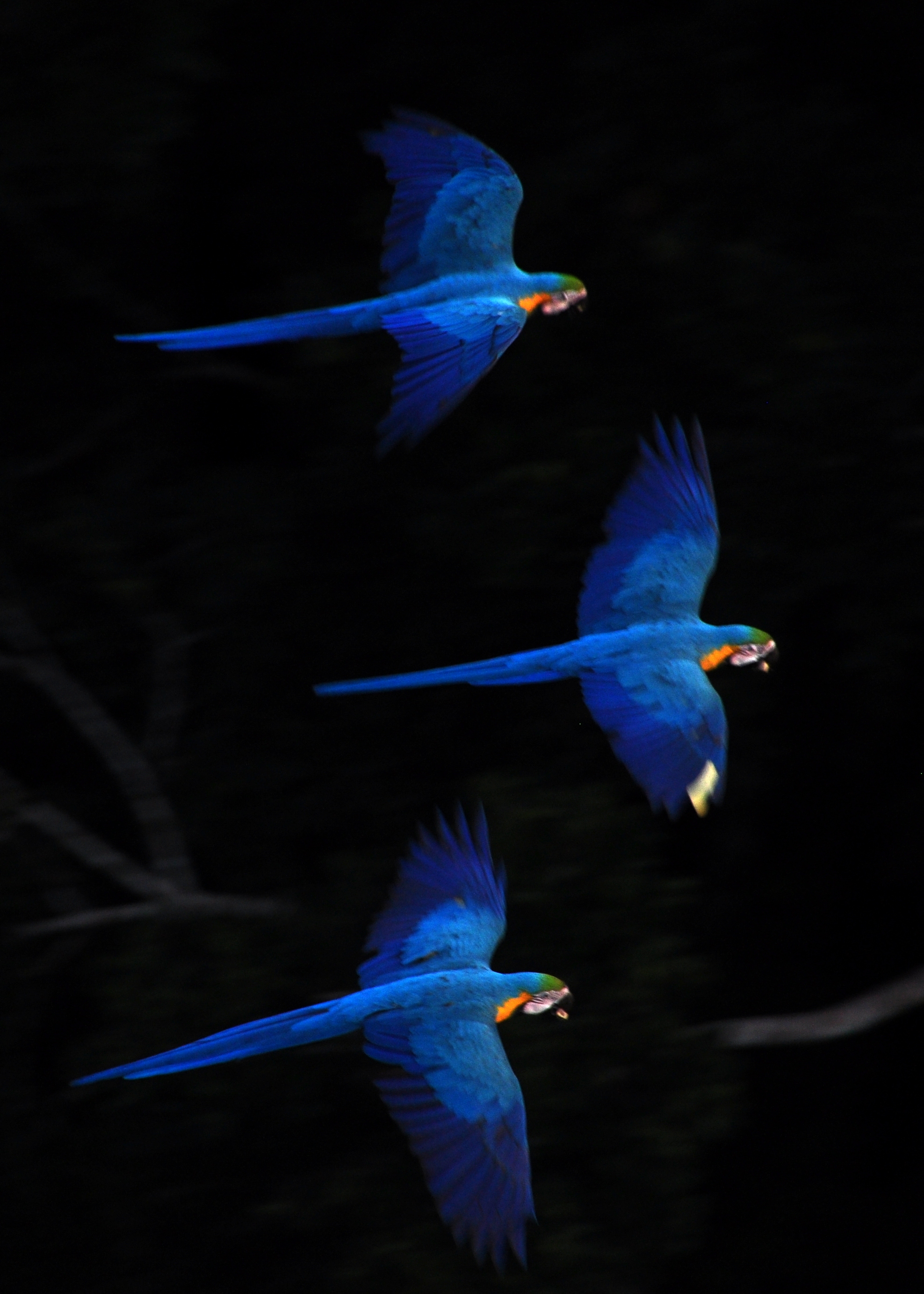 blue macaw flying