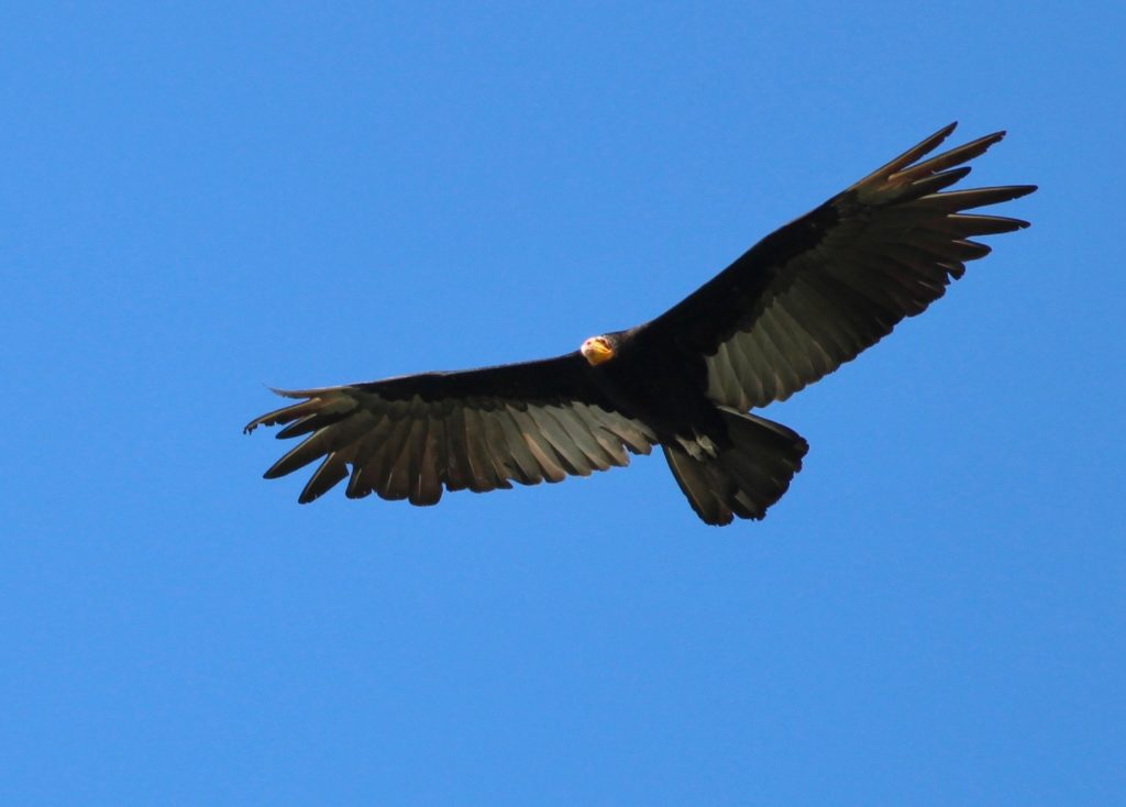 The vultures of Los Amigos - Amazon Conservation Association