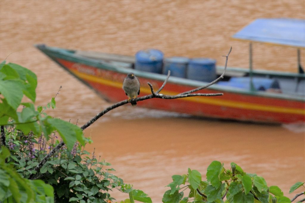 What's behind the toxic levels of mercury in tropical birds? Gold